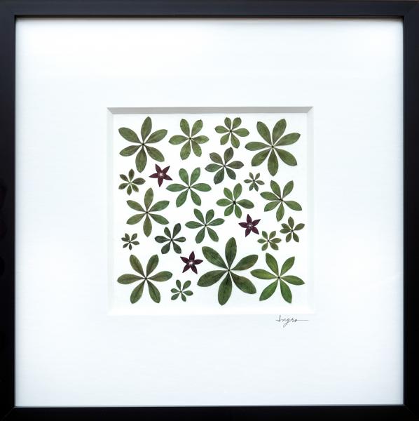 Pressed Sweet Woodruff with Penta Flower Picture - Archivally Matted and Framed Botanical, Size 10" X 10" X 1"