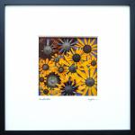 Pressed Rudbeckia Flower Picture - Archivally Matted and Framed Botanical, Size 10" X 10" X 1"