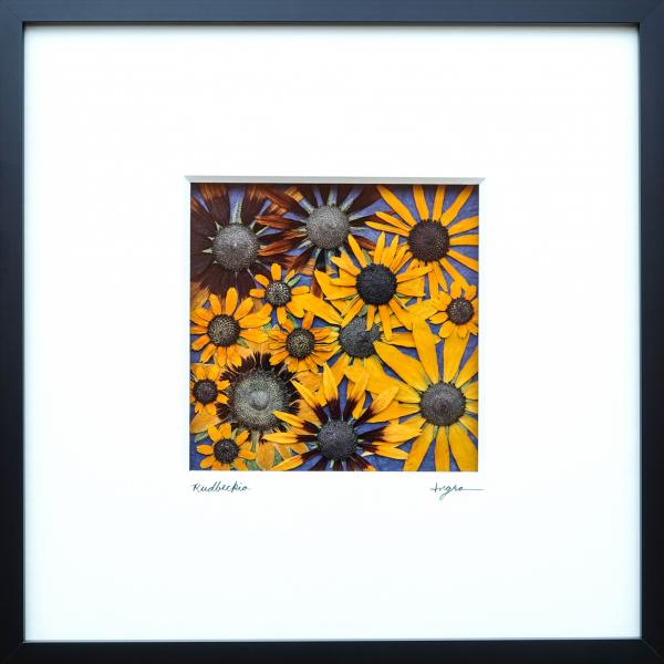 Pressed Rudbeckia Flower Picture - Archivally Matted and Framed Botanical, Size 10" X 10" X 1"