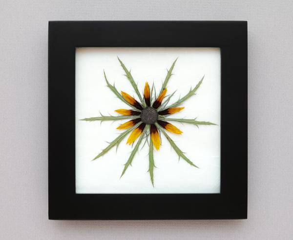 Pressed Rudbeckia on Thistle picture