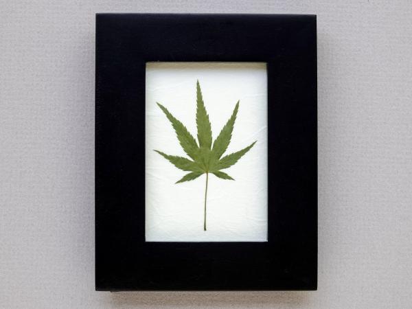 Japanese Maple Leaf picture