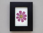 Pressed Cosmos Flower