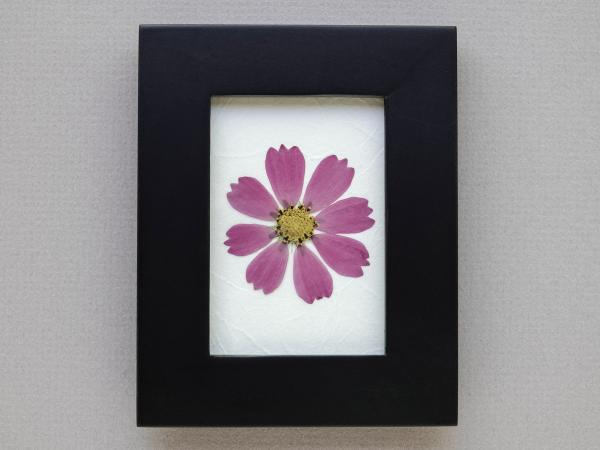 Pressed Cosmos Flower picture