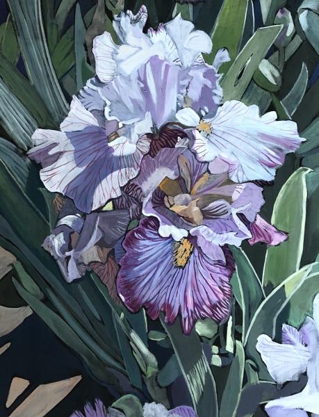 Ben Lomond Irises