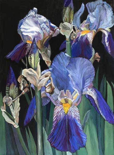 Black Irises picture