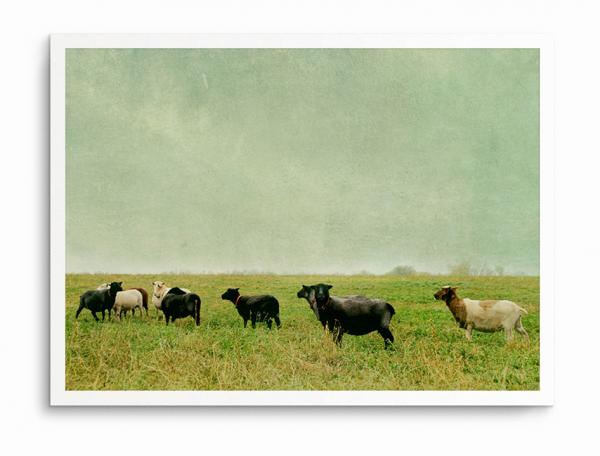 Art Print - Sheep picture