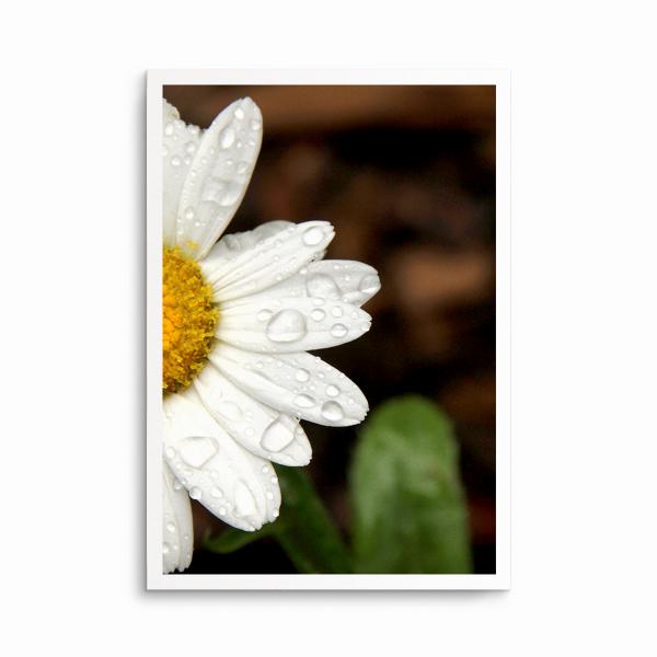 Art Print - Daisy picture