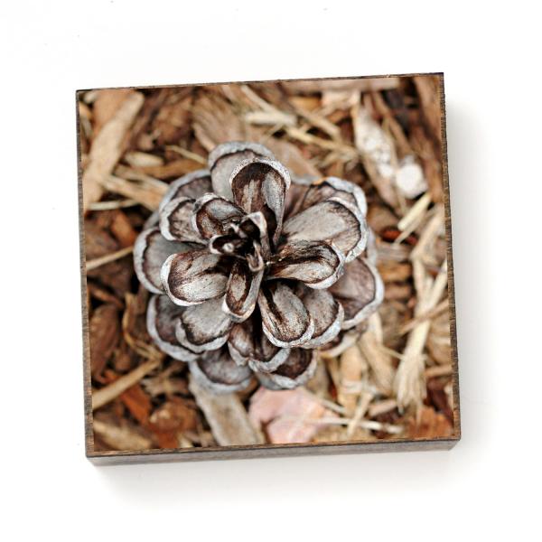 Pinecone on the Path - Print on Wood picture