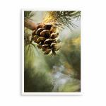 Art Print - Pinecone in Sunlight