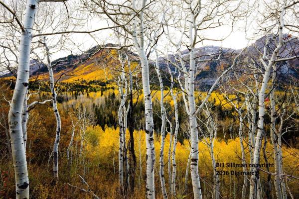 Aspens & backside of Mt. Timpanogos in fall picture