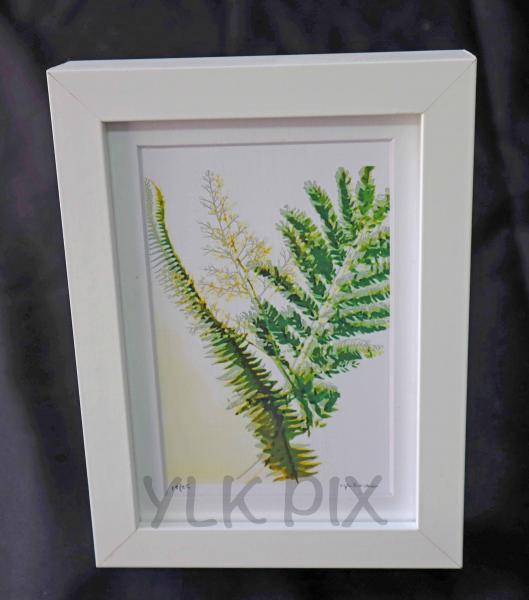 Fern
