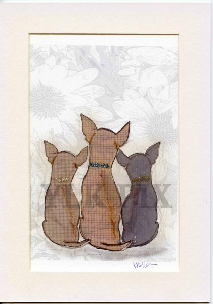 Chihuahua pups