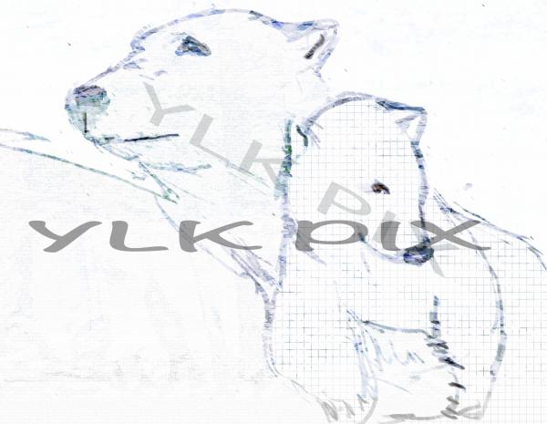 Polar Bears