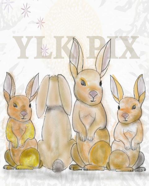 Many Rabbits