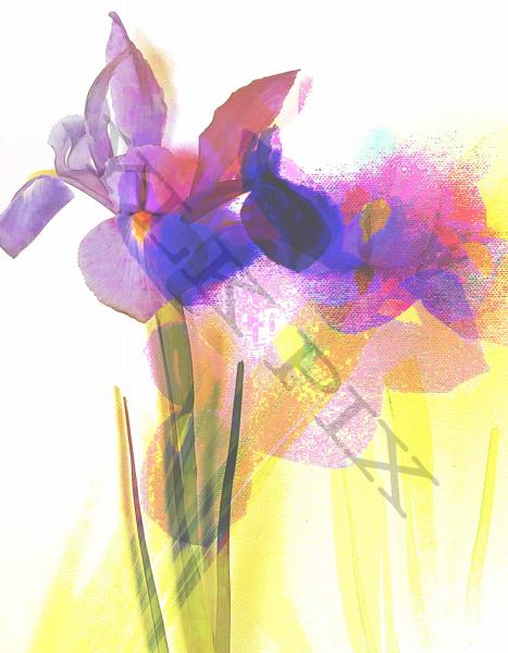 Iris