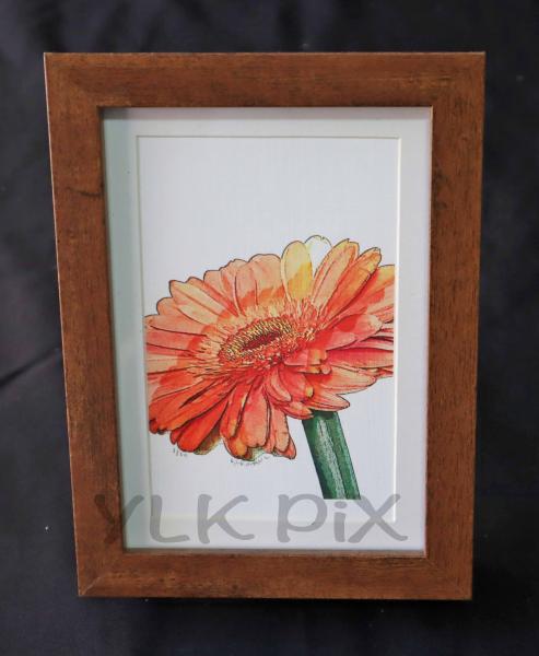 Gerber Daisy