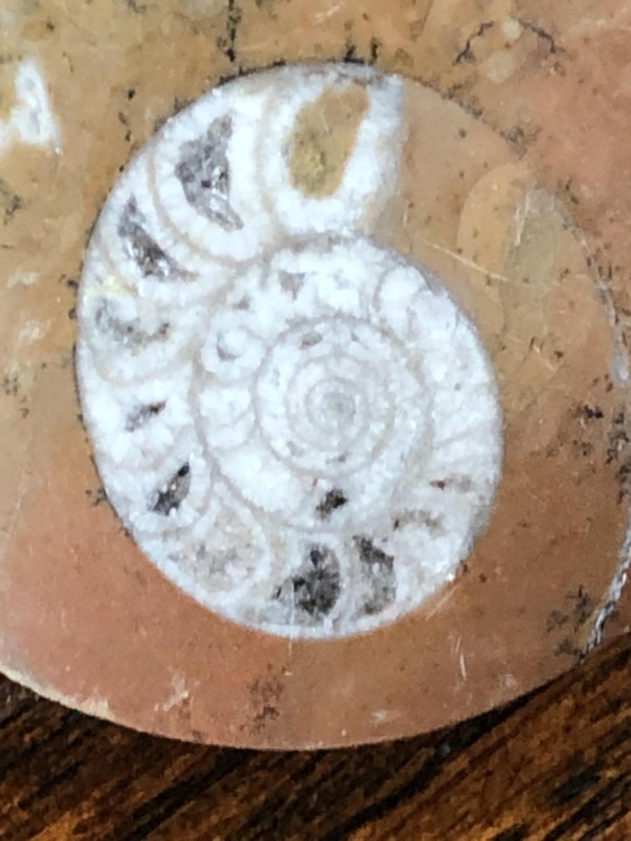 "Fossilized" necklace picture