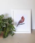 Cardinal 8x10" Print