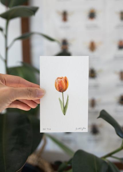 Tulip Study