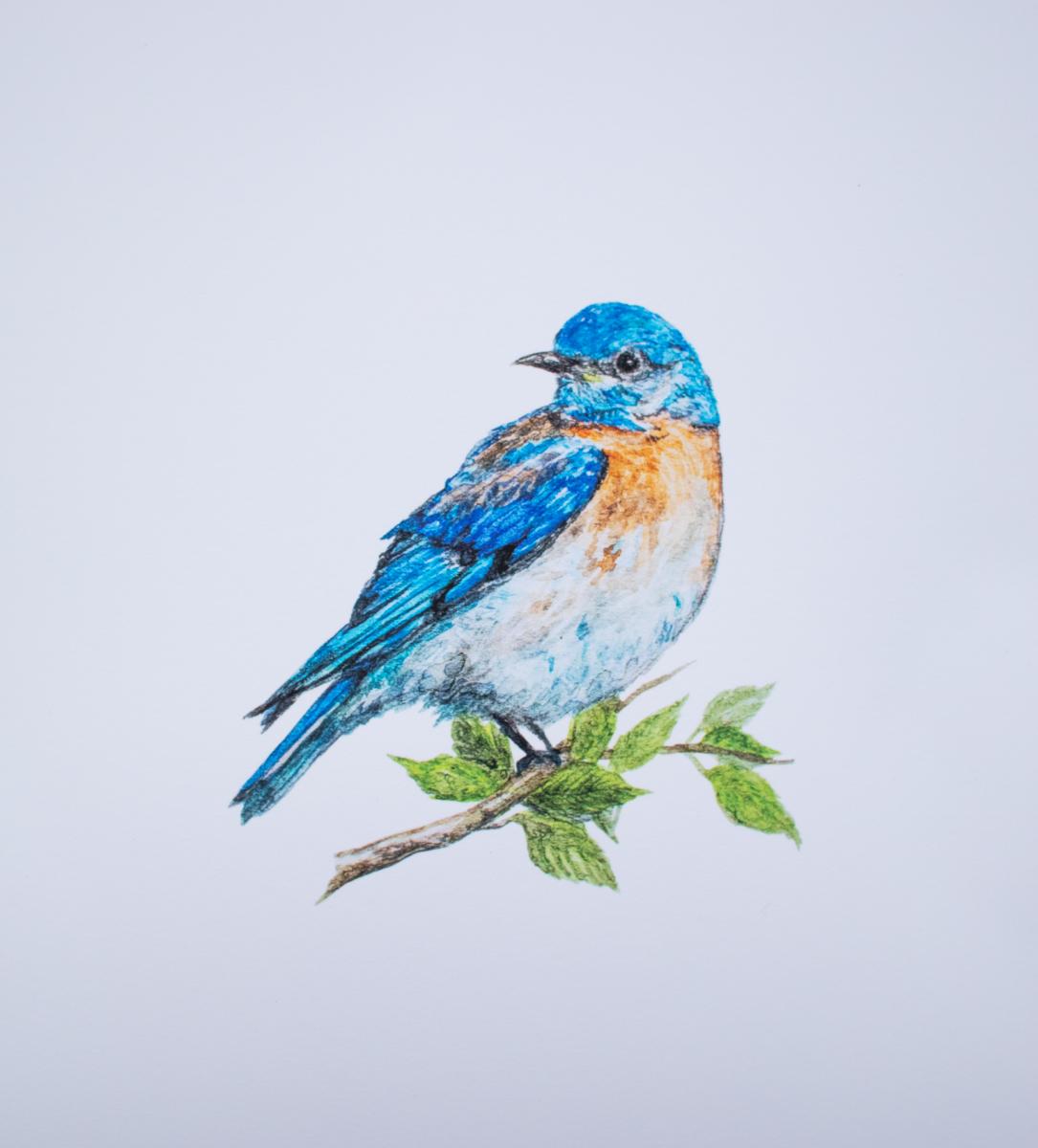 Bluebird Print picture