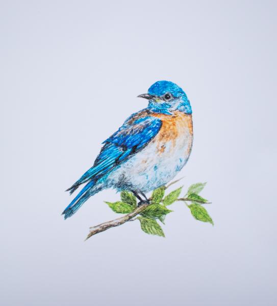 Bluebird Print picture
