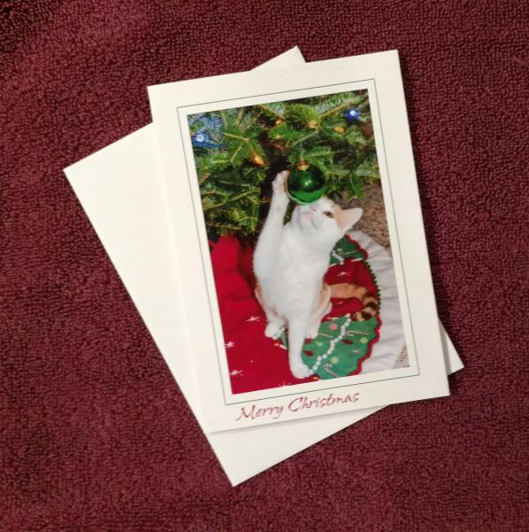 'Cat and Ornament' - photo notecard picture