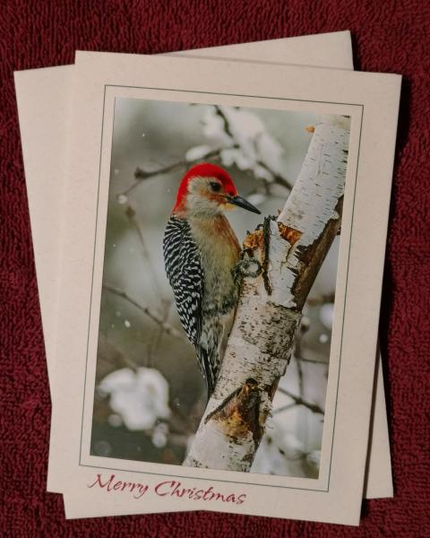 Red-bellied Woodpecker' notecard picture