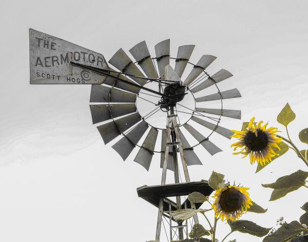 'Sunflowers and Windmill' - matted print picture