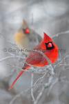 'Cardinal Pair' - matted print