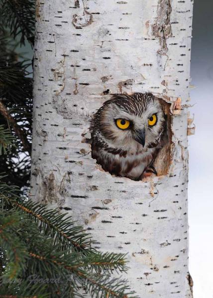 'Northern Saw-whet Owl' - matted print picture