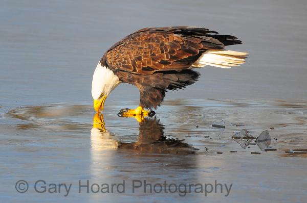 'Eagle with Reflection' - matted print picture