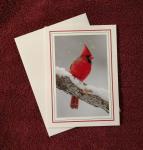'Cardinal' - notecard
