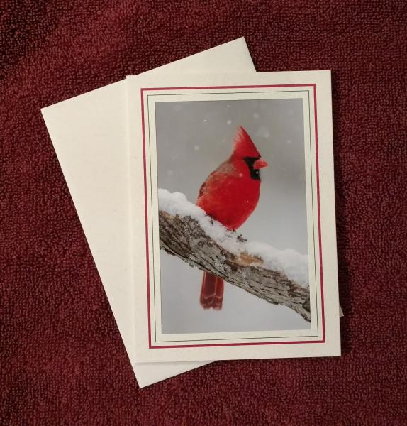 'Cardinal' - notecard picture