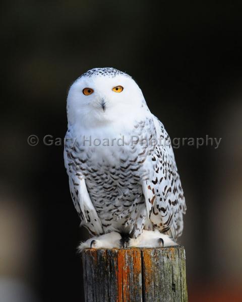 'Snowy Owl' - matted print picture