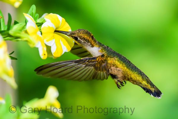 'Ruby-throated Hummingbird' - matted print picture