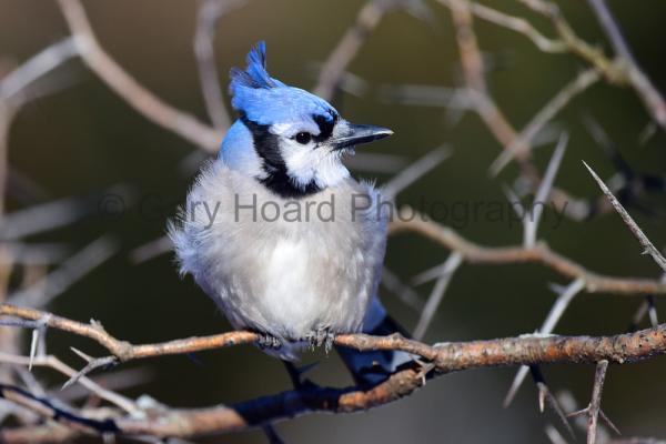 'Bluejay in Honey Locust' - print on metal picture