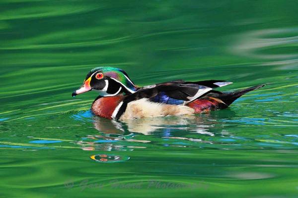 'Wood Duck' - matted print picture