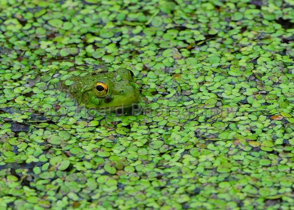 'Bullfrog' - matted print picture