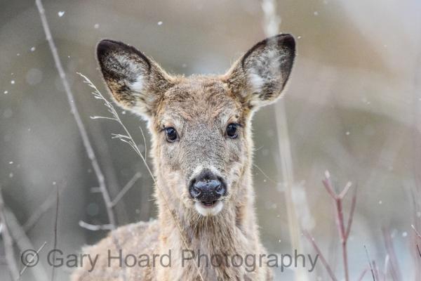 'Curious Doe' - print on metal picture