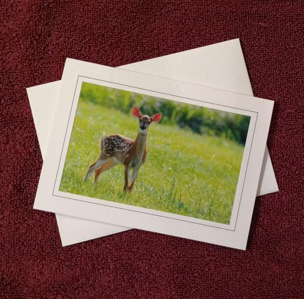 'Listening Fawn' - notecard picture