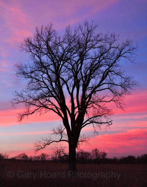 'Tree at Sunset' - print on metal