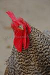 'Barred-rock Rooster' - matted print