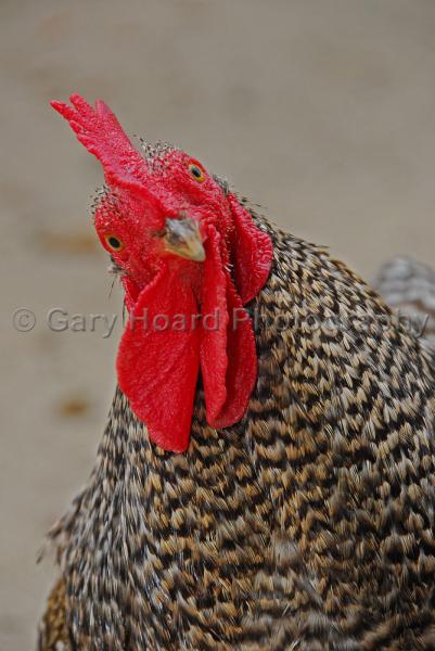 'Barred-rock Rooster' - matted print picture