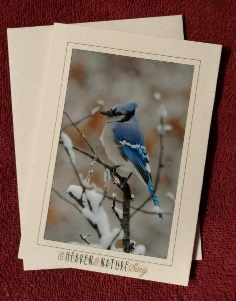 'Bluejay in Snow' notecard picture