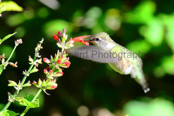 'Ruby-throated Hummingbird' print on metal picture