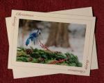 'Hovering Bluejay' notecard