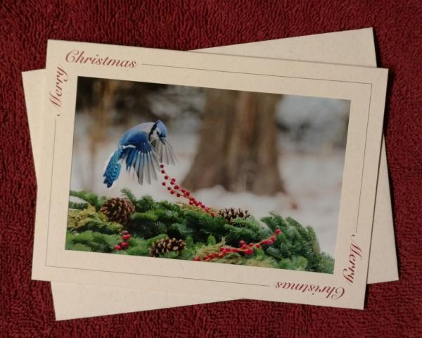 'Hovering Bluejay' notecard