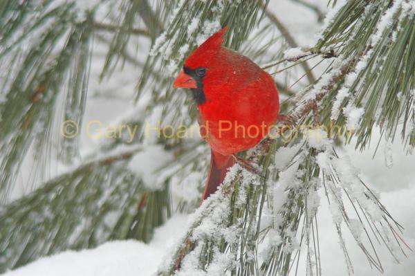 'Snowy Cardinal' - matted print picture