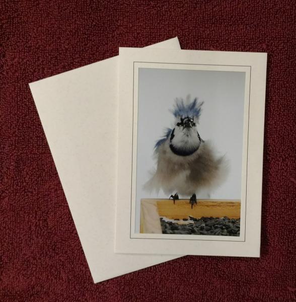 'Bluejay, Bad Feather Day' - notecard picture