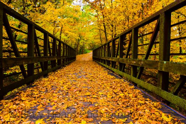 'Autumn at Big Creek State Park' - matted print picture